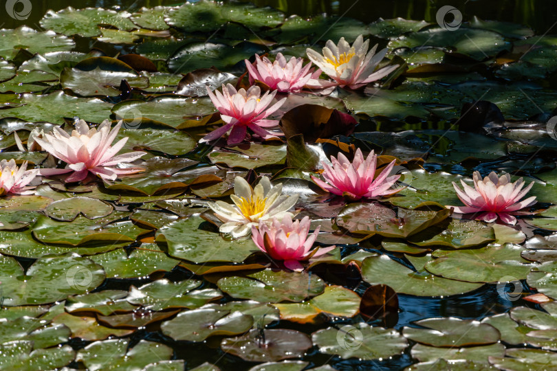 Скачать Розовая водяная лилия или цветок лотоса Marliacea Rosea в садовом пруду. Крупный план. Нимфея с каплями воды на лепестках и листьях. Отражение водных растений в воде пруда. Концепция природы для дизайна. фотосток Ozero