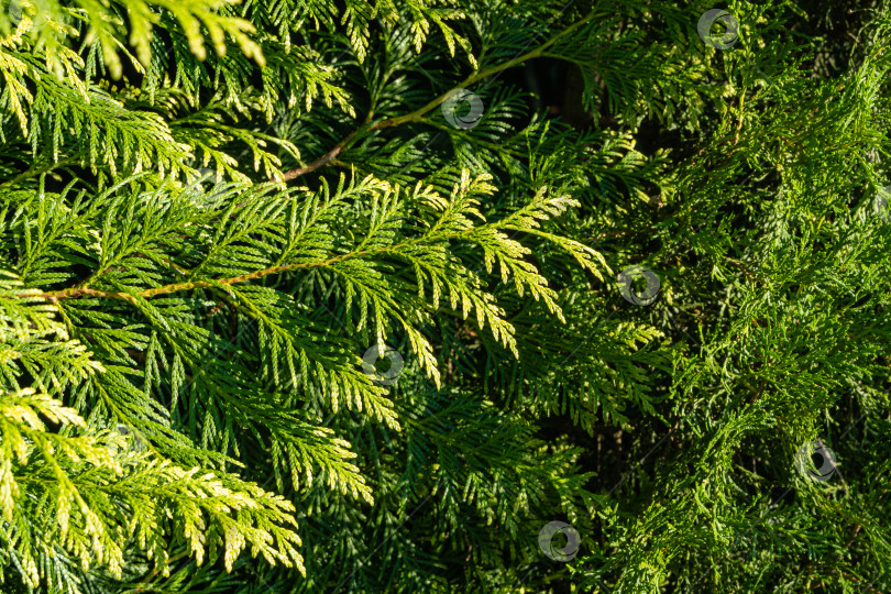 Скачать Желто-зеленая листва на ветке Thuja plicata на размытом фоне вечнозеленых растений. Крупный план. Западный красный кедр или тихоокеанский красный кедр. Гигантская туя, или западная туя, или гигантский кедр. фотосток Ozero