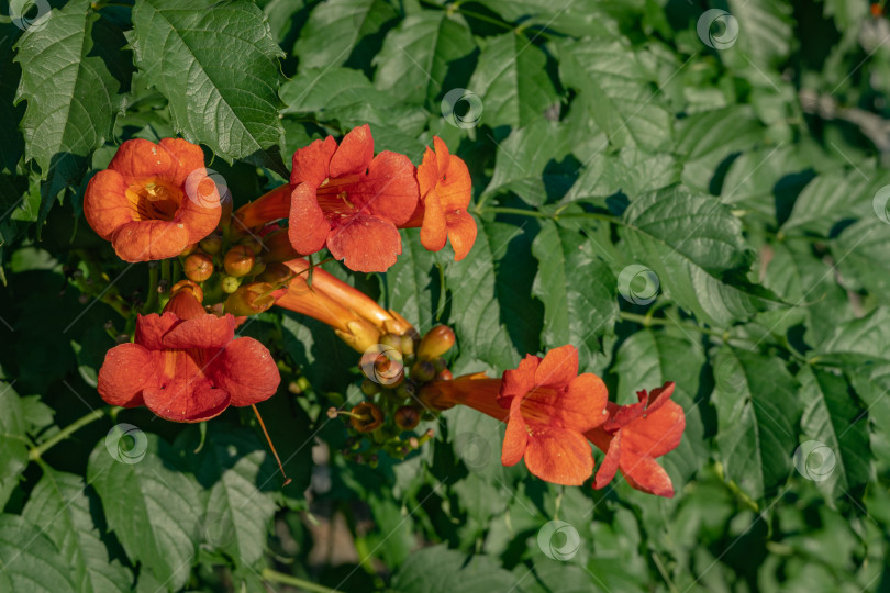 Скачать Трубчатая лоза (Campsis radicans) распускает красно-оранжевые цветы на размытом фоне зеленых листьев. Выборочный фокус. Крупный план красивых трубчатых оранжевых цветов. Атмосфера спокойствия и релаксации. фотосток Ozero