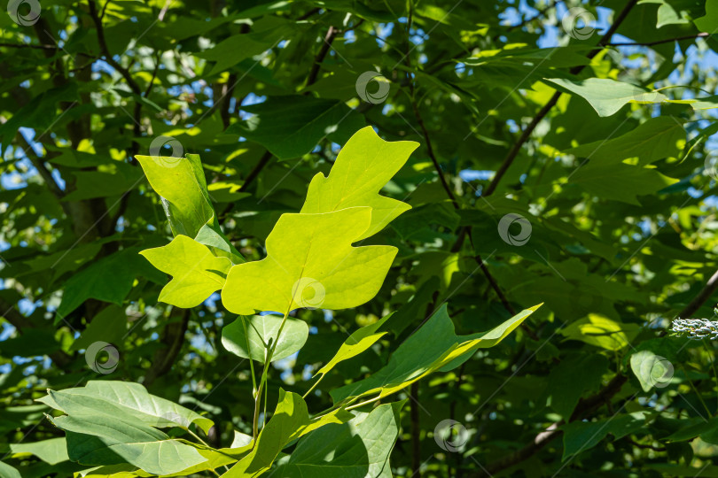 Скачать Тюльпанное дерево (Liriodendron tulipifera), называемое тюльпанным деревом, американским тополем или тюльпановой тополью. Ярко-зеленые листья на размытом зеленом фоне. Выборочный фокус. Крупный план. Есть место для текста фотосток Ozero