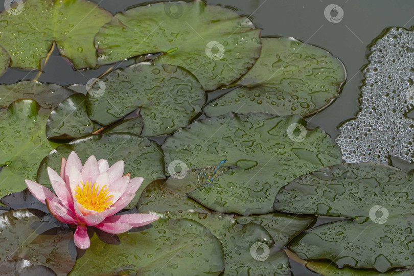 Скачать Волшебная розовая водяная лилия или цветок лотоса Marliacea Rosea в пруду. Крупный план. Нимфея с каплями воды на лепестках и листьях. Атмосфера спокойного расслабления и любви. Цветочный пейзаж для обоев природа. фотосток Ozero