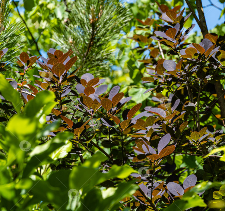 Скачать Молодые фиолетовые листья Cotinus coggygria Royal Purple (Rhus cotinus, европейский смокитри) на размытом фоне зелени. Ландшафтный сад. Природная концепция дизайна. Атмосфера спокойного расслабления. фотосток Ozero
