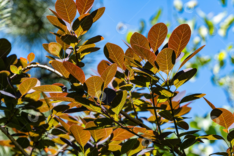 Скачать Молодые фиолетовые листья Cotinus coggygria Royal Purple (Rhus cotinus, европейский смокитри) на размытом фоне зелени. Ландшафтный сад. Природная концепция дизайна. Атмосфера спокойного расслабления. фотосток Ozero