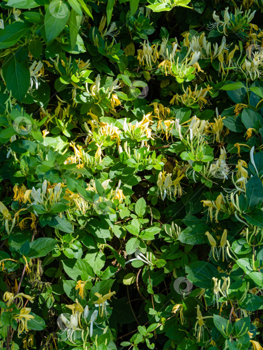 Скачать Белые и желтые цветы на цветущем кусте Lonicera japonica, известной как японская жимолость и золотисто-серебристая жимолость. Крупный план. Вечнозеленая цветущая ароматная лиана, возможно, Lonicera giraldii. фотосток Ozero