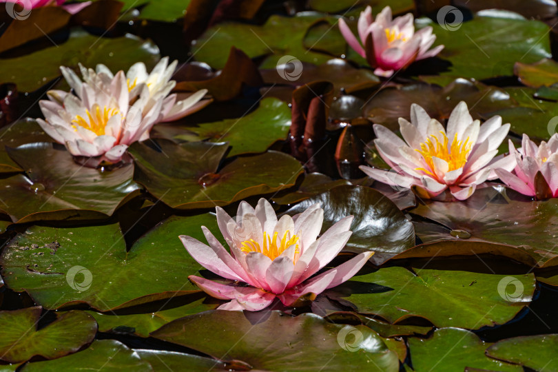 Скачать Водяная лилия или цветок лотоса Marliacea Rosea. Цветы лотоса с розовыми лепестками в красивом пруду. Вечнозеленый ландшафтный сад. Крупный план.  Концепция природы для дизайна. Есть место для текста. фотосток Ozero