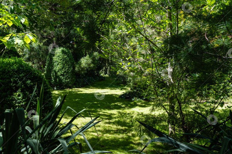 Скачать Самшит Buxus sempervirens или европейский самшит в вечнозеленом ландшафтном саду. Аллея самшита в солнечный летний день. Подстриженные кусты самшита Buxus sempervirens со светло-зеленой листвой. Место для вашего текста. фотосток Ozero