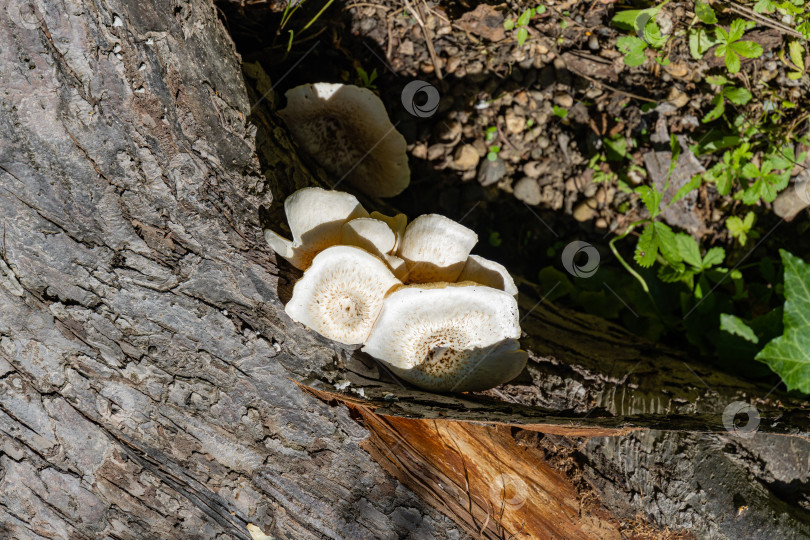 Скачать Белые с коричневыми шляпками грибы из семейства полипоровых. Lentinus tigrinus на стволе старой яблони. Съедобные грибы в естественной среде обитания в саду. Место для вашего текста. фотосток Ozero