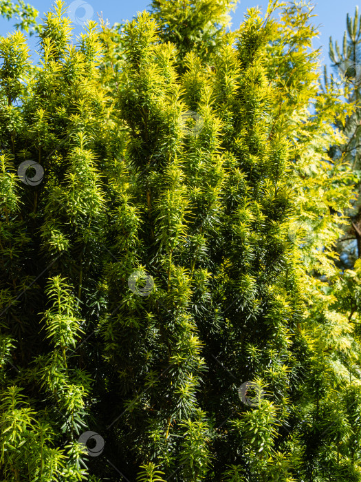 Скачать Taxus Baccata на фоне голубого неба. Крупный план. Желто-зеленая листва на вертикальных ветвях Taxus baccata или английского тиса, европейского тиса. Вечнозеленый ландшафтный сад. Концепция природы для дизайна фотосток Ozero