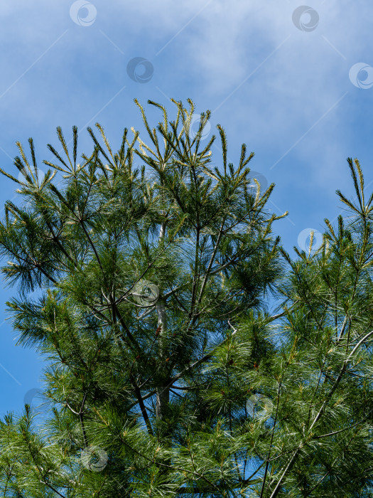 Скачать Белая сосна Pinus strobus на фоне голубого неба. Длинные зеленые иглы на ветвях белой сосны Pinus strobus как естественная текстура. Крупный план. Вечнозеленый ландшафтный сад. Солнечный летний день. Место для вашего текста. фотосток Ozero