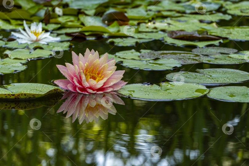 Скачать Волшебная большая ярко-розовая водяная лилия или цветок лотоса, оранжевый закат Перри в пруду. Нимфея, отражающаяся в воде. Цветочный пейзаж для обоев природы. Атмосфера спокойного расслабления, счастья и любви. фотосток Ozero