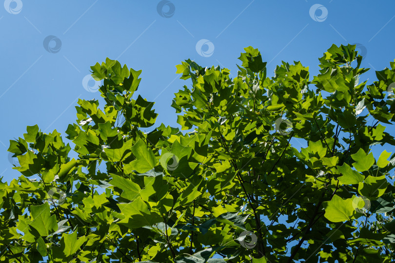 Скачать Тюльпанное дерево (Liriodendron tulipifera), называемое тюльпанным деревом, американским тополем или тюльпановым тополем-бабочкой. Ярко-зеленые листья на фоне голубого неба. Выборочный фокус. Крупный план. Есть место для текста фотосток Ozero