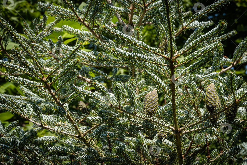 Скачать Ель Abies koreana Silberlocke. Молодые голубые шишки на ветке ели Abies koreana Silberlocke. Размытый фон. Выборочный фокус. Кружащиеся зеленые и серебристые иголки ели на ветках корейской ели. фотосток Ozero