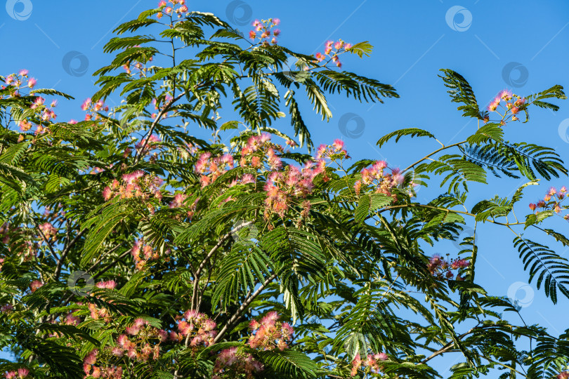 Скачать Розовые пушистые цветы на ветке персидского шелкового дерева (Albizia julibrissin) на размытом фоне зелени и голубого летнего неба. Японская акация или розовое шелковое дерево семейства Fabaceae. фотосток Ozero