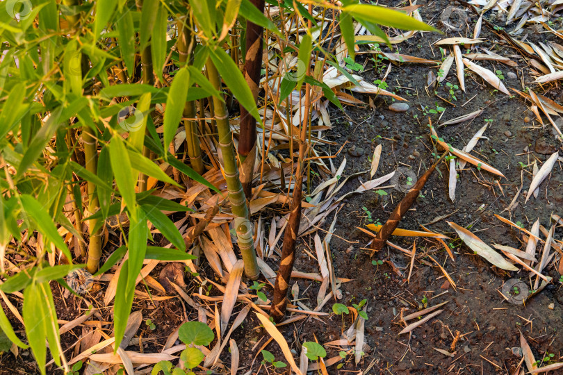 Скачать Молодые побеги бамбука Phyllostachys aureosulcata на фоне прошлогодней опавшей листвы. Выборочный фокус. Вечнозеленый ландшафтный сад. Природная концепция дизайна. фотосток Ozero