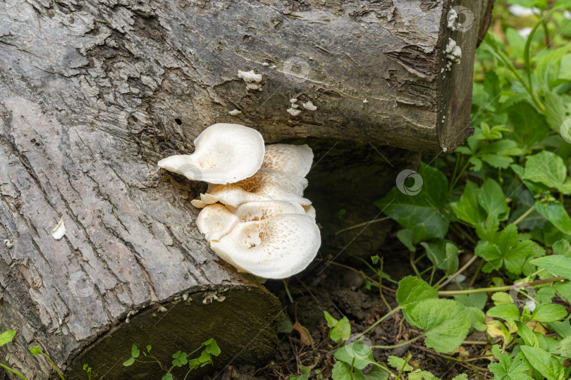 Скачать Белые с коричневыми шляпками грибы из семейства полипоровых. Lentinus tigrinus на стволе старой яблони. Съедобные грибы в естественной среде обитания в саду. Место для вашего текста. фотосток Ozero