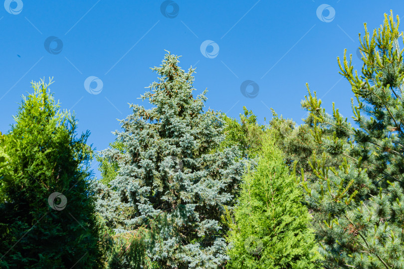 Скачать Вечнозеленый ландшафтный сад на фоне голубого неба. Голубая ель Picea pungens с голубой хвоей в окружении западной туи и японской сосны Глаука. Крупный план. Концепция естественного Рождества. фотосток Ozero