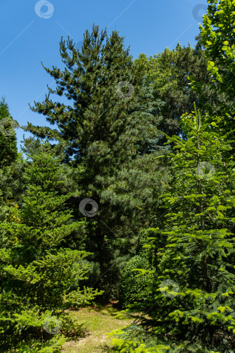 Скачать Ландшафтный сад с вечнозелеными и лиственными деревьями. Оригинальный многоцветный ландшафт из сосен, туи, самшита и других реликтовых растений. Природная концепция дизайна. фотосток Ozero