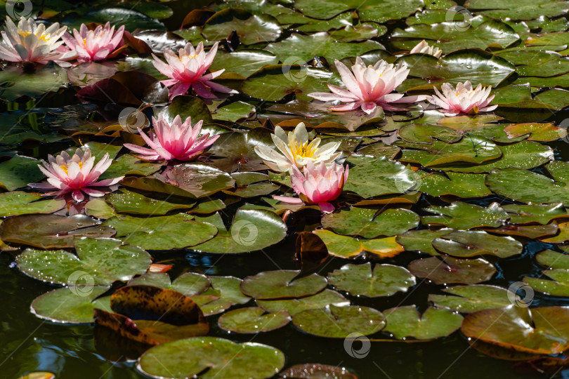 Скачать Розовая водяная лилия или цветок лотоса Marliacea Rosea в садовом пруду. Крупный план. Нимфея с каплями воды на лепестках и листьях. Отражение водных растений в воде пруда. Концепция природы для дизайна. фотосток Ozero