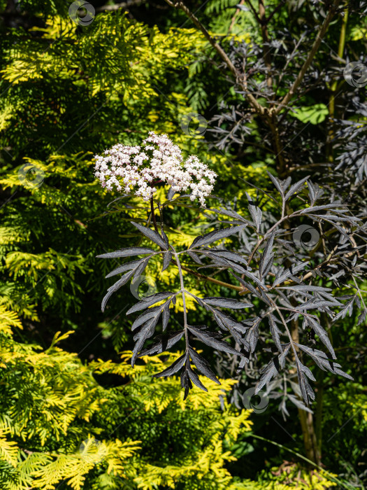 Скачать Цветущий черный самбук (Sambucus nigra). Белые соцветия с сиреневыми листьями на размытом желто-зеленом фоне туи западной Золотой. Селективный фокус. Концепция природы для дизайна. фотосток Ozero