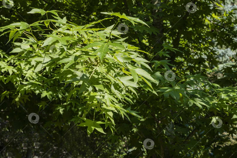 Скачать Ликвидамбар стира-циф-луа или американская сладкая камедь со свежими зелеными листьями на размытом фоне вечнозеленого сада. Крупный план. Вечнозеленый ландшафтный сад. Янтарная веточка дерева в яркий солнечный летний день. фотосток Ozero
