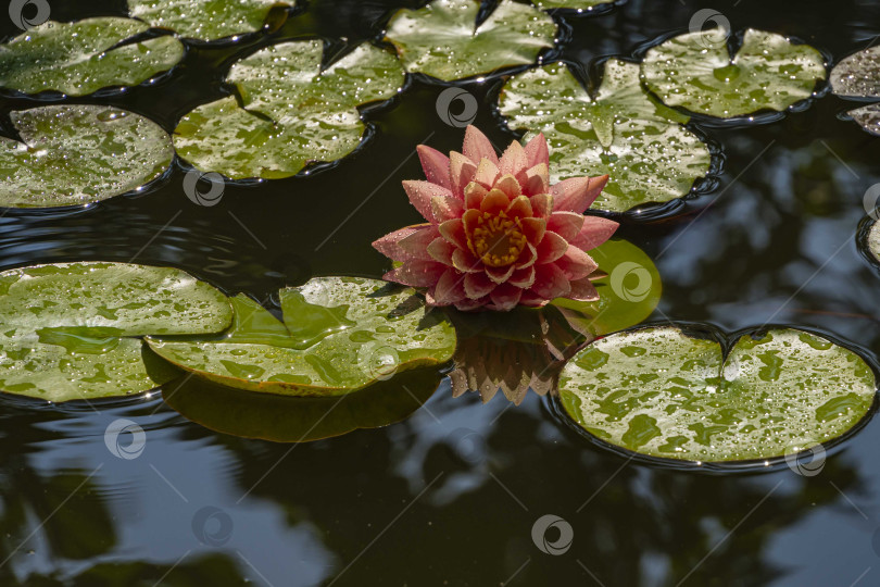 Скачать Волшебная большая ярко-розовая водяная лилия или цветок лотоса, оранжевый закат Перри в пруду. Нимфея, отражающаяся в воде. Цветочный пейзаж для обоев природы. Атмосфера спокойного расслабления, счастья и любви. фотосток Ozero