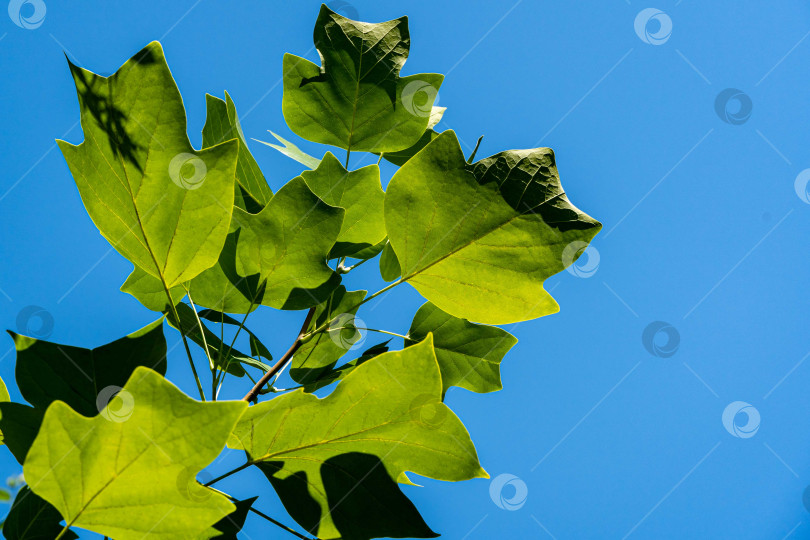 Скачать Тюльпанное дерево (Liriodendron tulipifera), называемое тюльпанным деревом, американским тополем или тюльпановым тополем-бабочкой. Ярко-зеленые листья на фоне голубого неба. Выборочный фокус. Крупный план. Есть место для текста фотосток Ozero