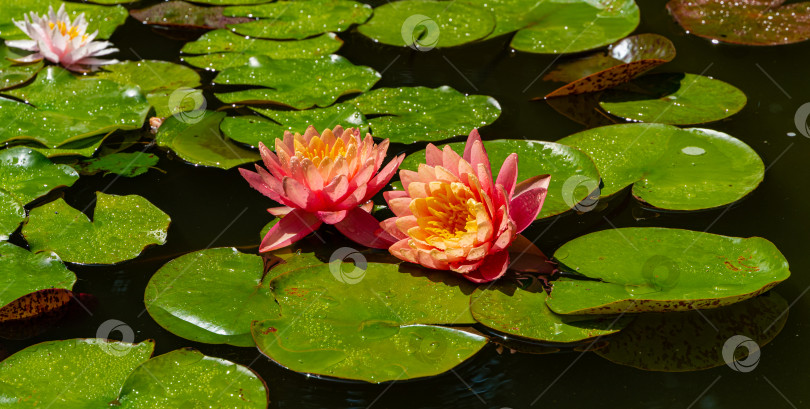 Скачать Две большие ярко-розовые водяные лилии или цветок лотоса на фоне оранжевого заката в пейзажном пруду. Крупный план. Нимфея отражается в воде. Атмосфера спокойного расслабления, счастья и любви. фотосток Ozero