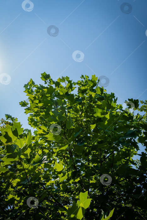 Скачать Тюльпанное дерево (Liriodendron tulipifera), называемое тюльпанным деревом, американским или тюльпановым тополем. Молодые зеленые листья тюльпанного дерева на фоне голубого неба. Ландшафтный сад. Избирательный фокус. природа Северного Кавказа. фотосток Ozero