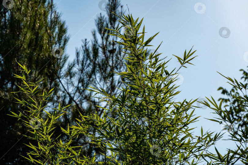 Скачать Бамбук Phyllostachys aureosulcata. Зеленые листья бамбука Phyllostachys aureosulcata на размытом фоне. Крупный план. Выборочный фокус. Листья светятся в лучах солнца. Атмосфера спокойствия и релаксации. фотосток Ozero