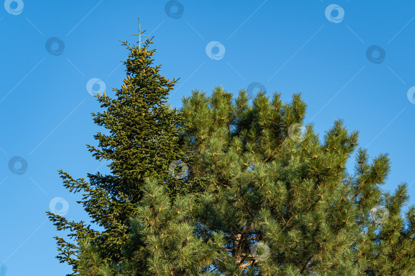 Скачать Сосна Pinus sylvestris на фоне голубого летнего неба. Вечнозеленый ландшафтный сад. Огромные сосновые ветви возвышаются над землей. крупный план. Атмосфера спокойствия и релаксации. Концепция природы для дизайна. фотосток Ozero