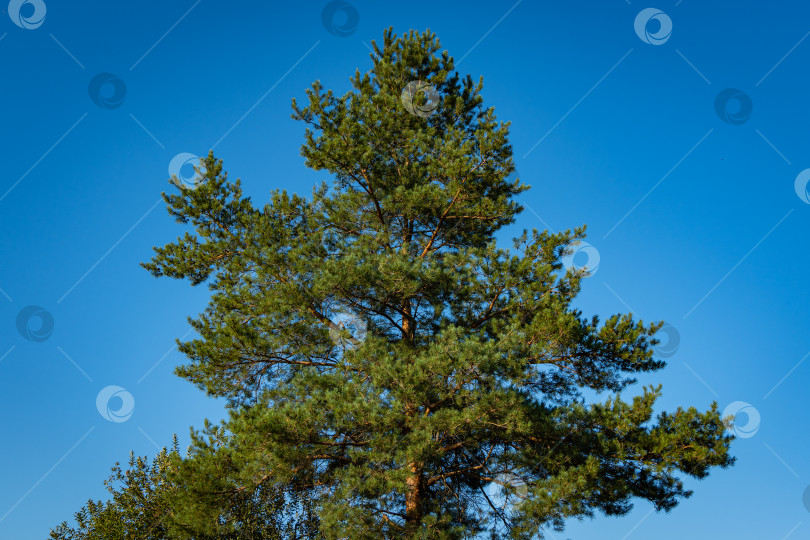 Скачать Сосна Pinus sylvestris на фоне голубого летнего неба. Вечнозеленый ландшафтный сад. Огромные сосновые ветви возвышаются над землей. крупный план. Атмосфера спокойствия и релаксации. Концепция природы для дизайна. фотосток Ozero