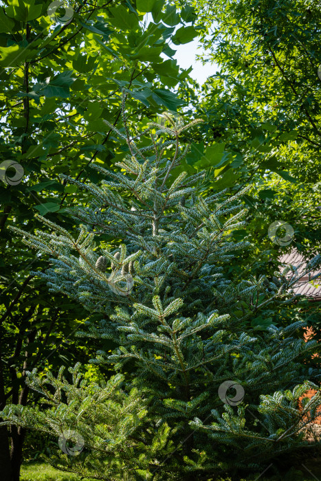 Скачать Ель Abies koreana Silberlocke с молодыми голубыми шишками на ветке. Вечнозеленый ландшафтный сад. Зеленые и серебристые еловые иголки на корейской ели. Выборочный фокус. Природа Северного Кавказа для естественного дизайна фотосток Ozero