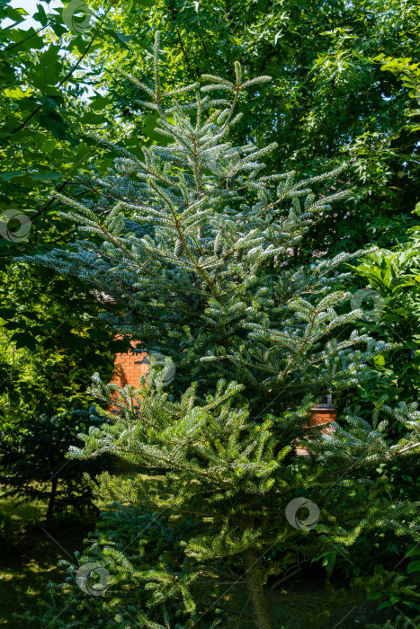 Скачать Ель Abies koreana Silberlocke. Молодые голубые шишечки на еловой ветке Abies koreana Silberlocke. Скрученные зеленые и серебристые еловые иголки на корейской ели. Избирательный подход.  Атмосфера расслабляющего отдыха. фотосток Ozero