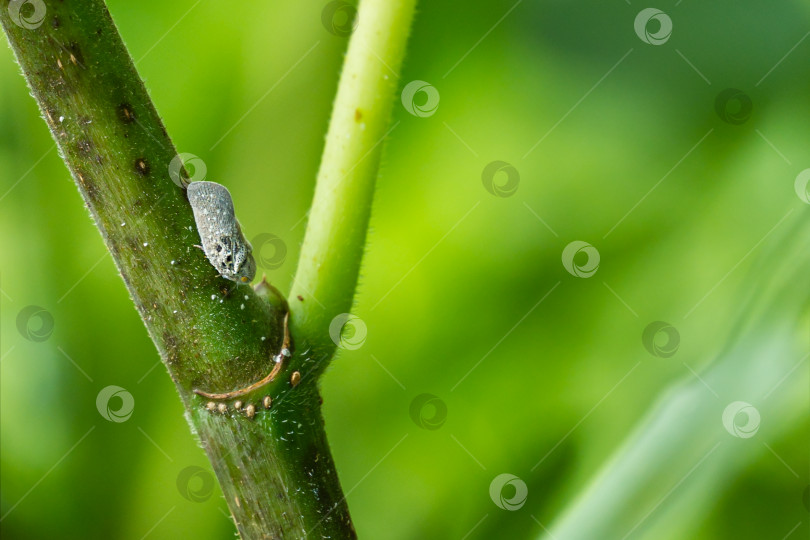 Скачать Цитрусовый листонос (Metcalfa pruinosa), сидящий на стебле инжира обыкновенного Ficus carica фотосток Ozero