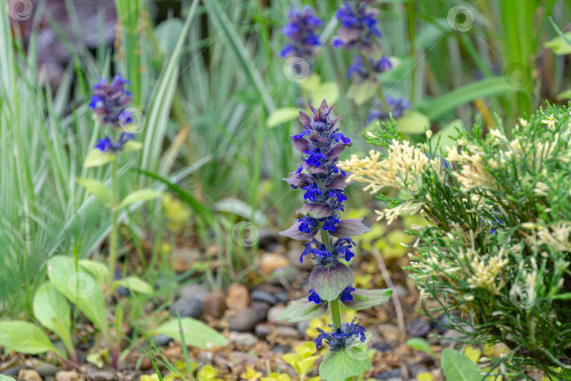 Скачать Голубые цветы Ajuga reptans Atropurpurea на размытом фоне весеннего пруда. Концепция дизайна - природа. Выборочный подход фотосток Ozero