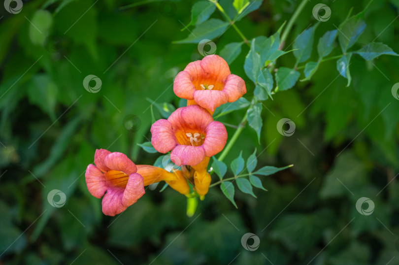 Скачать Трубчатая лиана (Campsis radicans) с красно-оранжевыми цветами в цвету на фоне зеленых листьев. Красивое изображение трубчатой лианы крупным планом с пространством для копирования. Летний цветочный пейзаж для концепции природы фотосток Ozero