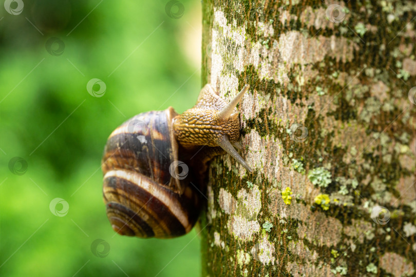 Скачать Крупный план красивой виноградной улитки (Helix pomatia), римской или бургундской улитки. Съедобная улитка или улиточный улиточник ползет по стволу клена, покрытому лишайником. выборочный фокус. Место для вашего текста фотосток Ozero