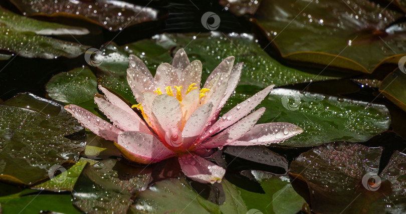 Скачать Розовая водяная лилия или цветок лотоса Marliacea Rosea с каплями воды после дождя. Крупный план нимфеи в садовом пруду. Цветочный пейзаж для обоев на тему природы с пространством для копирования. Выборочный фокус фотосток Ozero