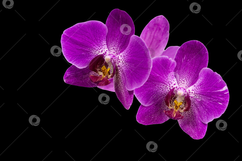 Скачать Очень красивый крупный план фиолетового цветка орхидеи фаленопсис, известного как орхидея-мотылек или Phal, на черном фоне. Концепция дизайна - природа. Место для вашего текста. фотосток Ozero