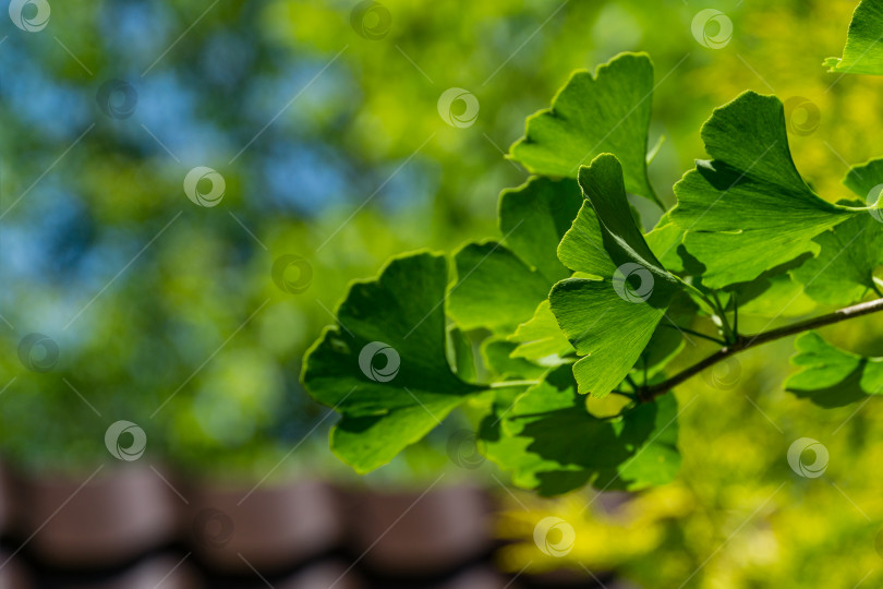 Скачать Дерево гинкго (Ginkgo biloba) или гинкго гингко с ярко-зелеными молодыми листьями на фоне размытой листвы. Выборочный крупный план. Свежая концепция природы на обоях. Место для вашего текста фотосток Ozero