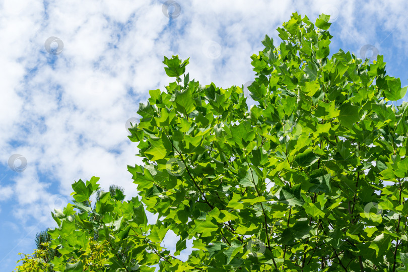 Скачать Зеленые листья верхнего тюльпанного дерева (Liriodendron tulipifera), называемого тюльпанным деревом, американским или тюльпановидным тополем, на фоне голубого неба. Концепция дизайна - природа.  Есть место для текста фотосток Ozero