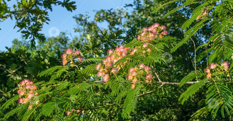 Скачать Розовые пушистые цветы персидского шелкового дерева (Albizia julibrissin). Японская акация, или розовое шелковое дерево, из семейства Fabaceae. фотосток Ozero
