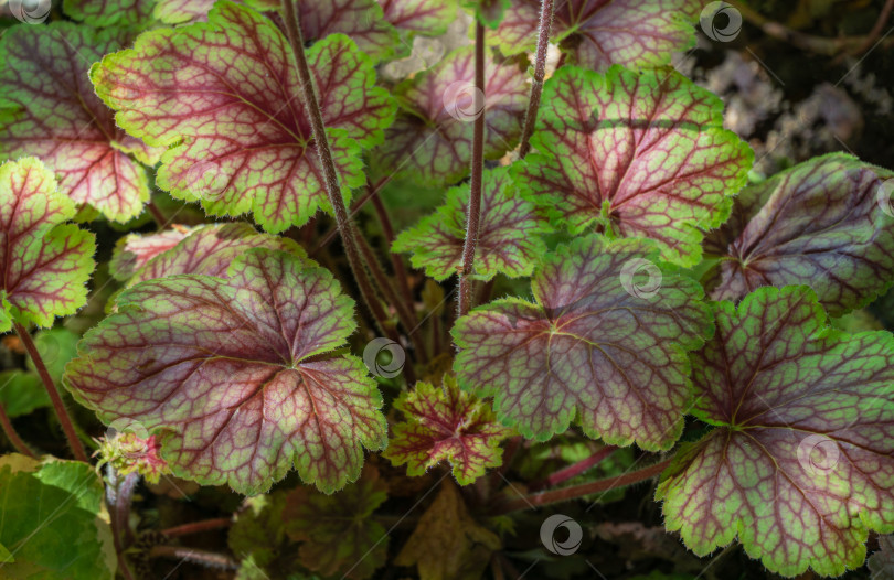 Скачать Удивительные разноцветные листья декоративного растения heuchera hybrida с яркой текстурой в саду.  Летний пейзаж, свежие обои, концепция фона на природе. фотосток Ozero