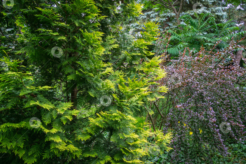 Скачать Красивый ландшафтный сад с вечнозелеными растениями. В качестве примера использованы желтые иголки западной туи и фиолетовый барбарис. Концепция дизайна, основанная на природе фотосток Ozero