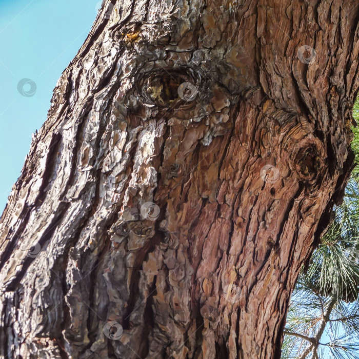 Скачать Текстурированная коричневая кора старой сосны Станкевича (Pinus brutia stankewiczii).Pinus brutia var. stankewiczii - эндемик Крыма. Выборочный выбор на высоком переднем плане. фотосток Ozero