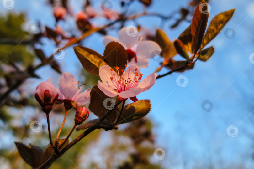 Скачать Цветущее розовыми цветами дерево Prunus Cerasifera Pissardii. Весенняя веточка вишни, Prunus cerasus на размытом фоне естественного сада. Выборочный фокус. Свежие обои, концепция фона на природе фотосток Ozero