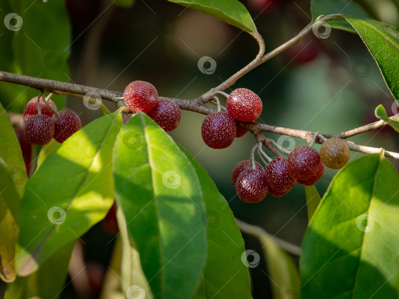 Скачать Красные плоды Elaeagnus umbellata на размытом фоне зеленой листвы дерева или кустарника. фотосток Ozero