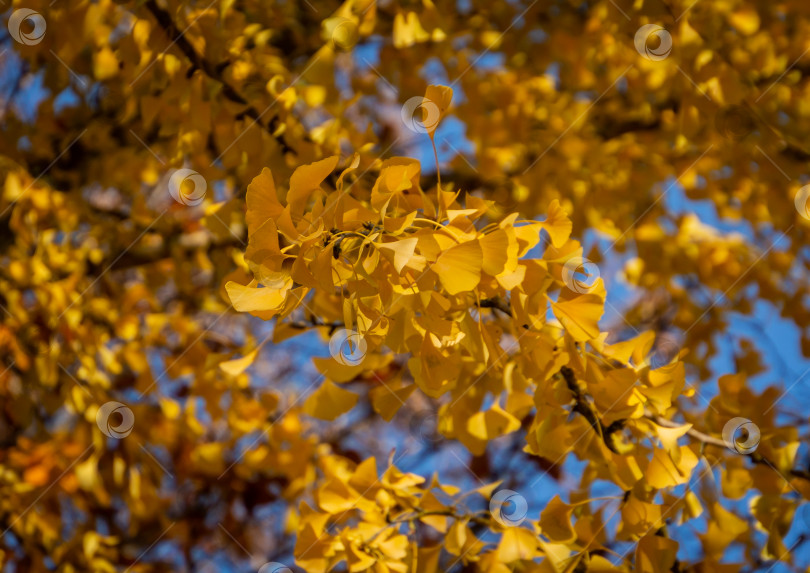 Скачать Крупный план желтых и золотых листьев дерева гинкго билоба на фоне размытых листьев. фотосток Ozero