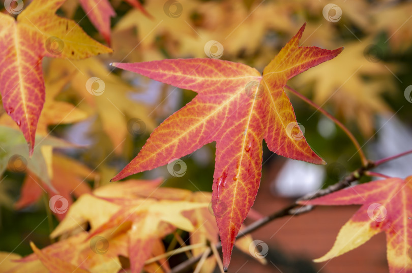 Скачать Осенние красные, желтые, золотые и зеленые листья Ликвидамбара стирацифлуа, янтарного дерева. Крупный план листьев в фокусе на фоне размытых листьев. фотосток Ozero
