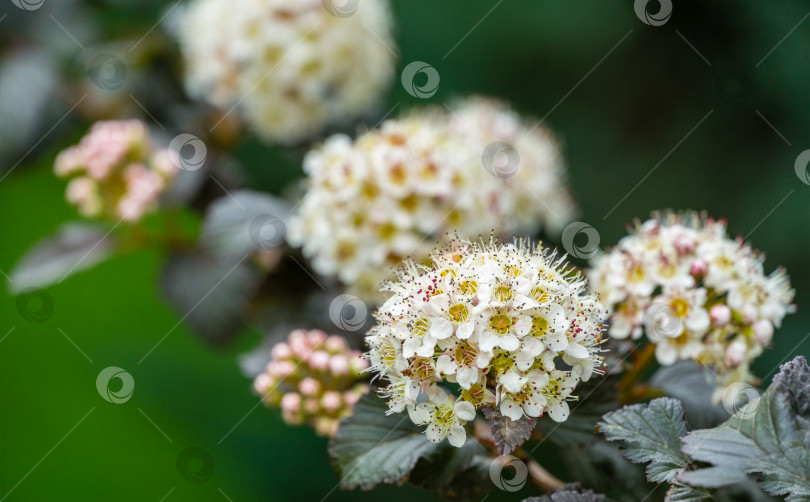 Скачать Белые цветы Physocarpus opulifolius diabolo или девятилистник с фиолетовыми листьями на размытом фоне цветов. Выборочный фокус крупным планом. Свежая концепция обоев для дизайна в стиле природы. фотосток Ozero